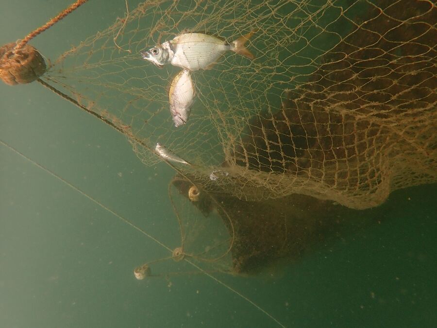 Un poisson pris dans les mailles d’un filet abandonné.