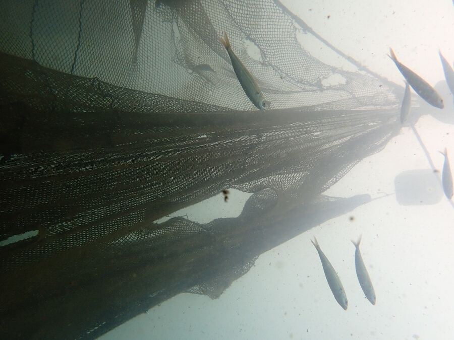Un filet fantôme dressé dans l’eau, des poissons nageant à proximité.