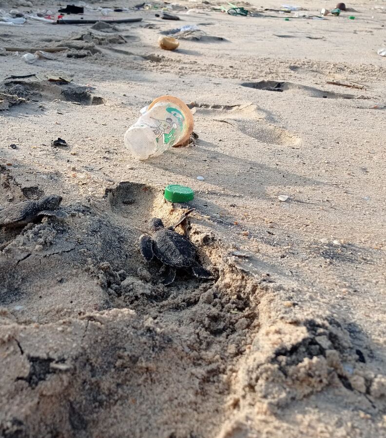 Des nouveau-nés sortent du nid au milieu des déchets plastiques échoués sur la plage.