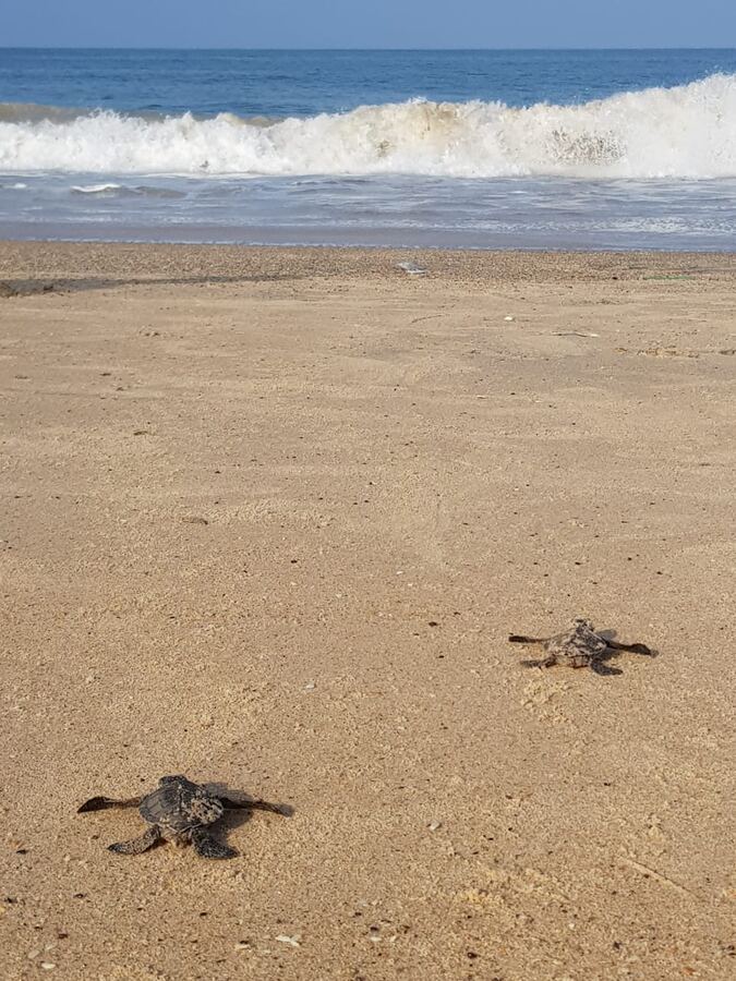 Deux nouveau-nés traversent la plage vers les vagues.