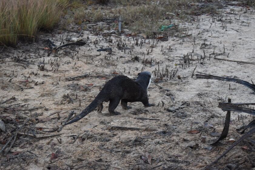 Une loutre traverse une berge sableuse parsemée de racines de mangrove.