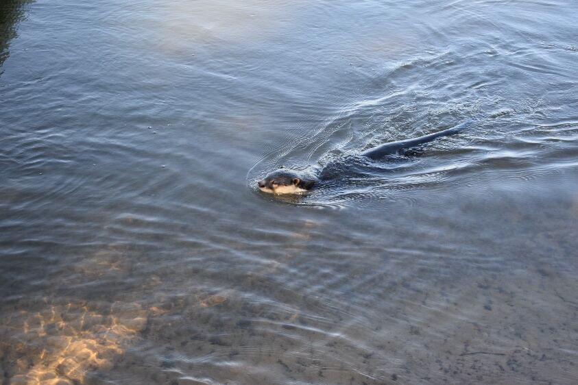 Une loutre à joues blanches nage et laisse un sillage sur l’eau.