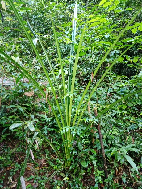 Un pandanus, l’une des espèces utilisées pour la vannerie.