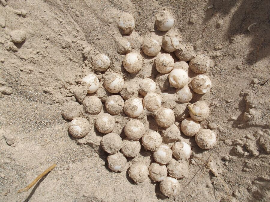Une ponte de tortue marine découverte dans le sable.